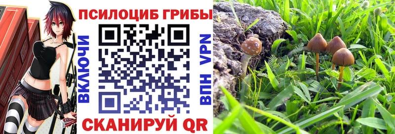 МЕГА маркетплейс Дятьково Псилоцибиновые грибы Psilocybine cubensis